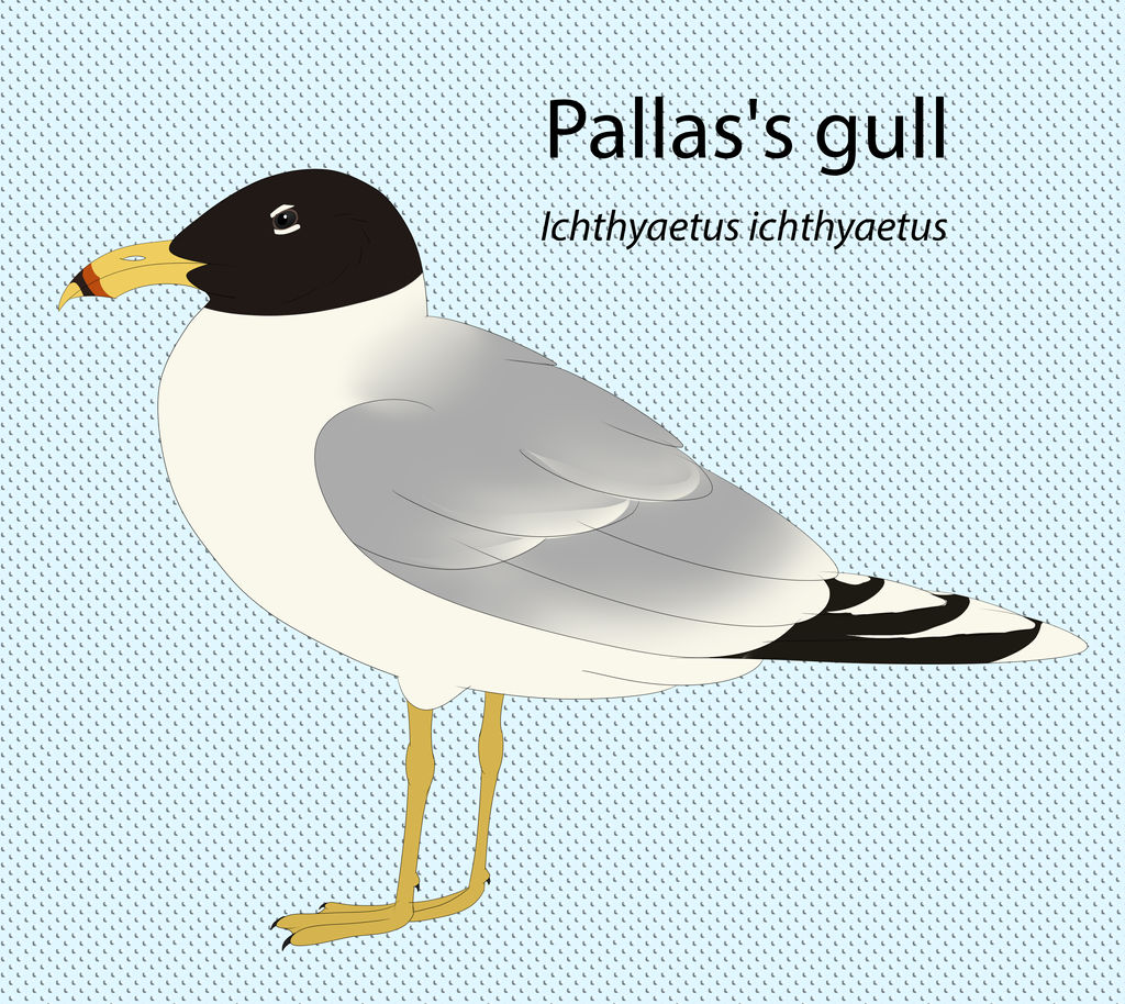 Pallas's Gull by seagaull