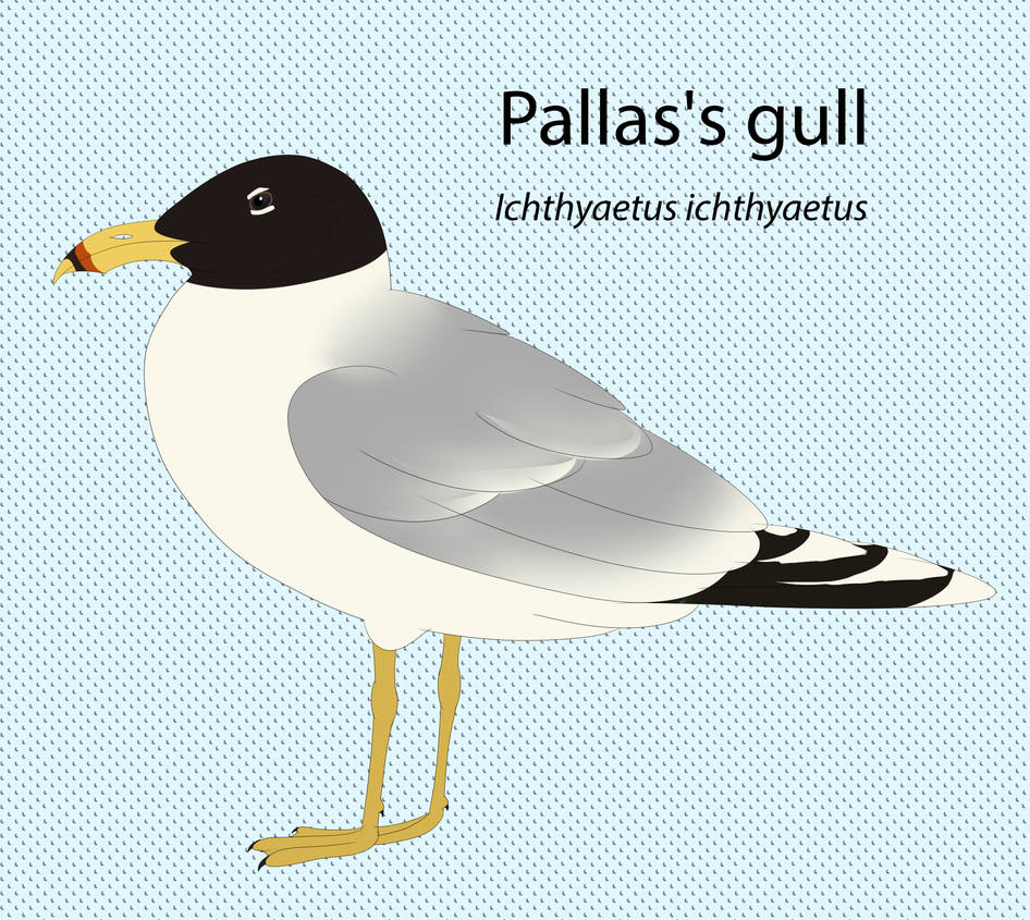 Pallas's Gull by seagaull