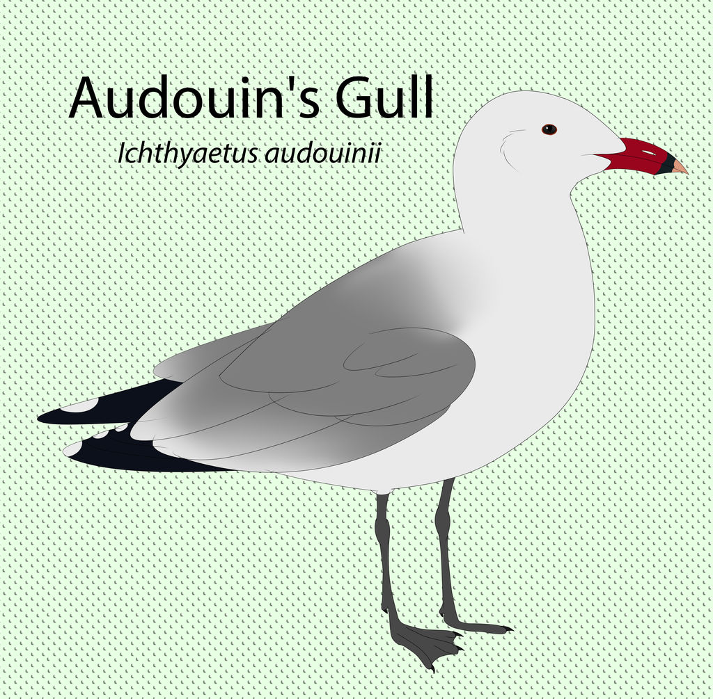 Audouin's Gull by seagaull
