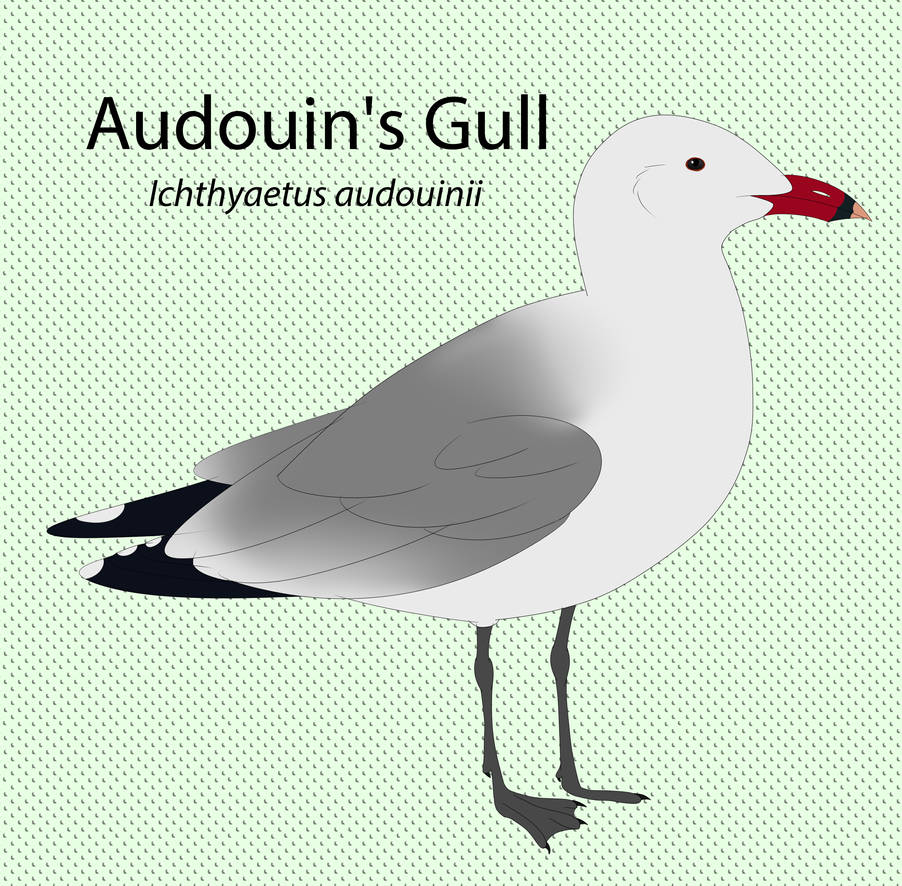 Audouin's Gull by seagaull