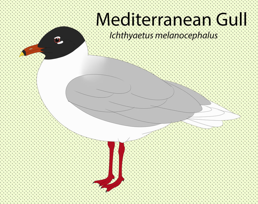Mediterranean Gull by seagaull