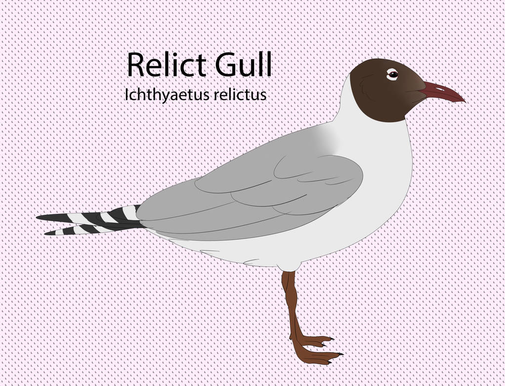 Relict Gull by seagaull