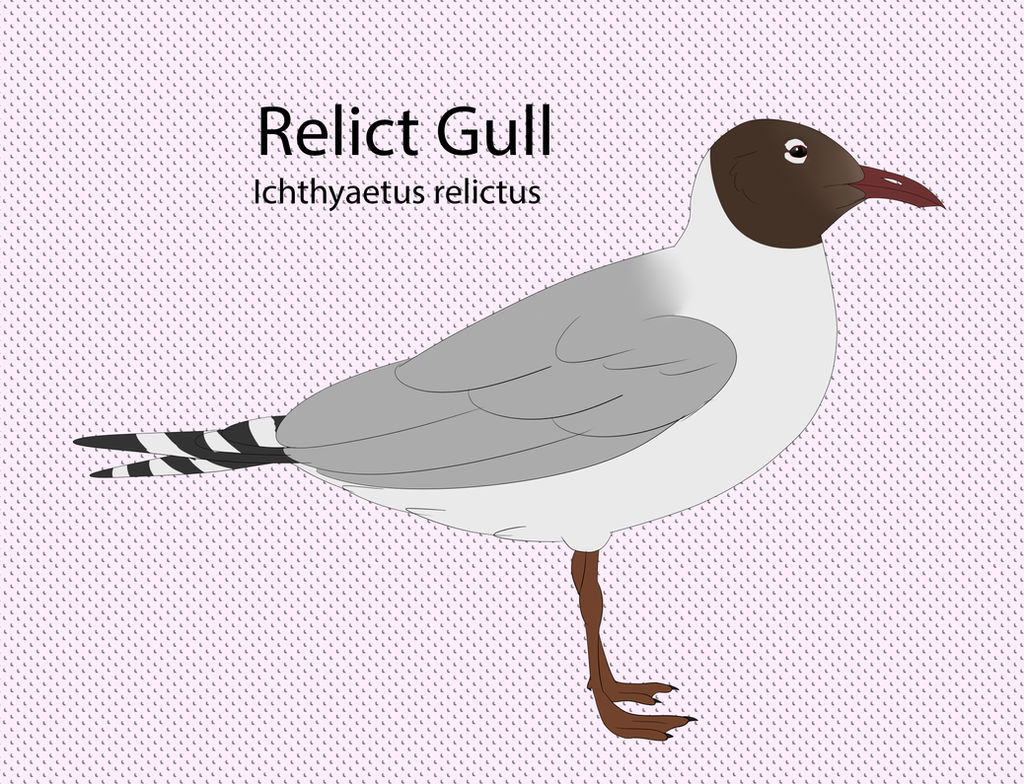 Relict Gull by seagaull