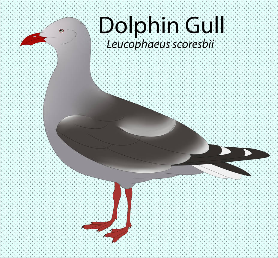 Dolphin Gull by seagaull
