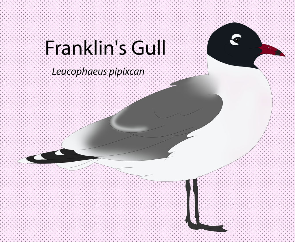 Franklin's gull by seagaull