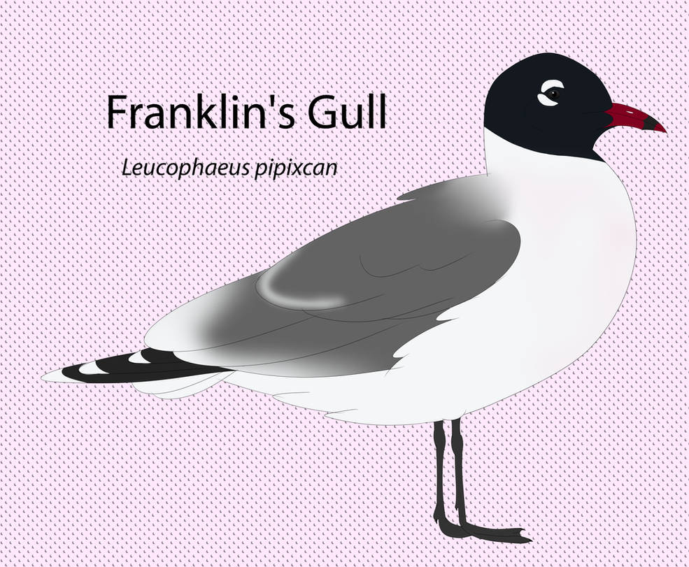 Franklin's gull by seagaull