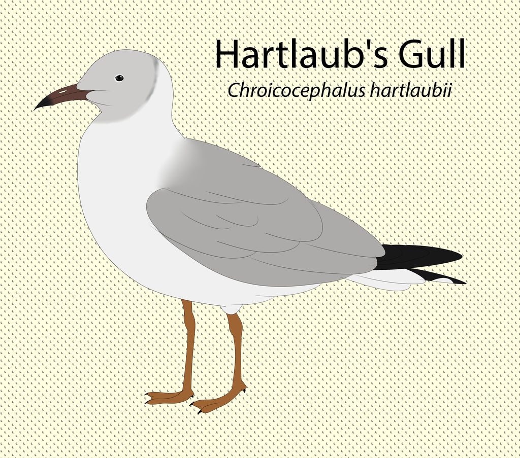 Hartlaub's Gull by seagaull
