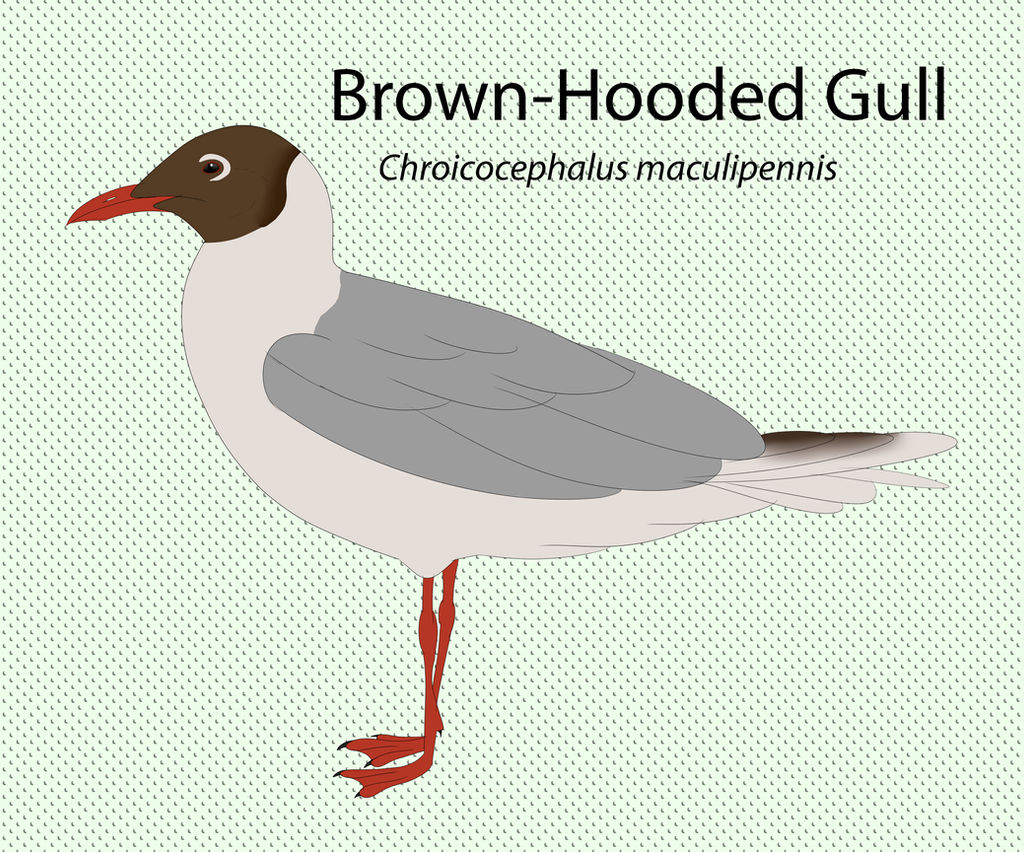 Brown Hooded Gull by seagaull