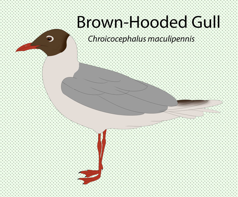 Brown Hooded Gull by seagaull