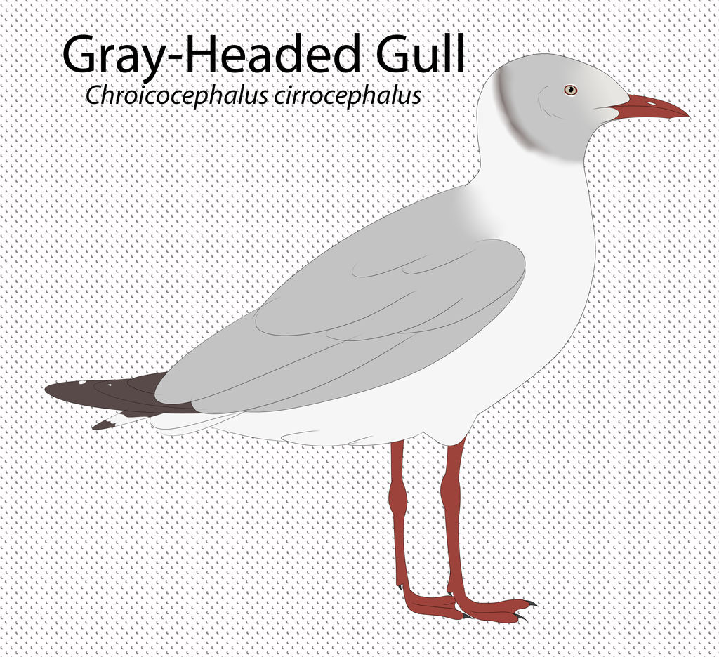 Gray-Headed Gull by seagaull