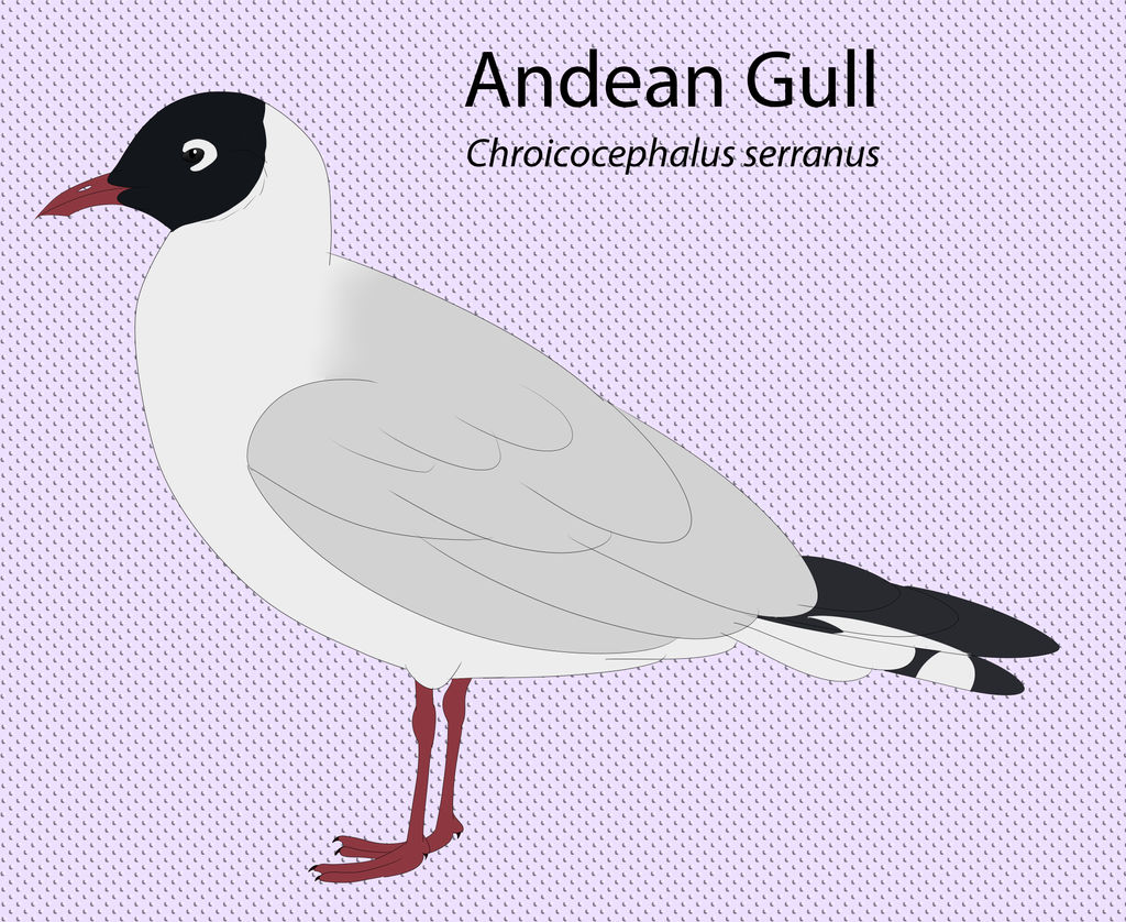 Andean Gull by seagaull