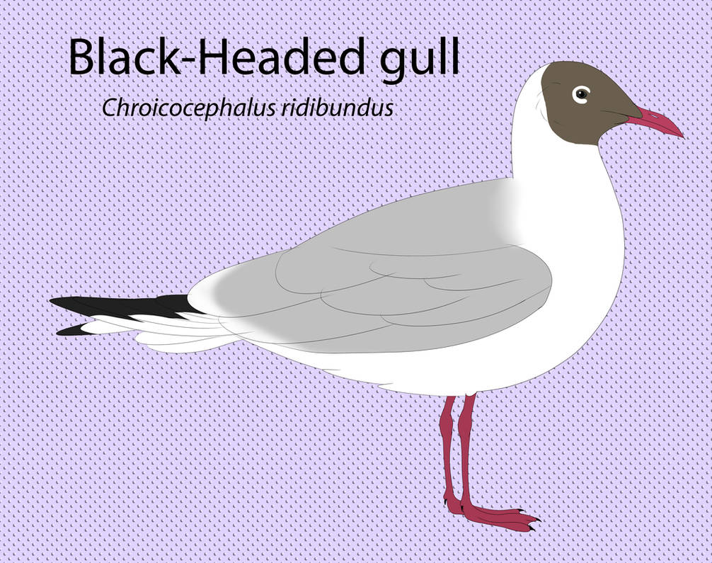 Black Headed Gull by seagaull