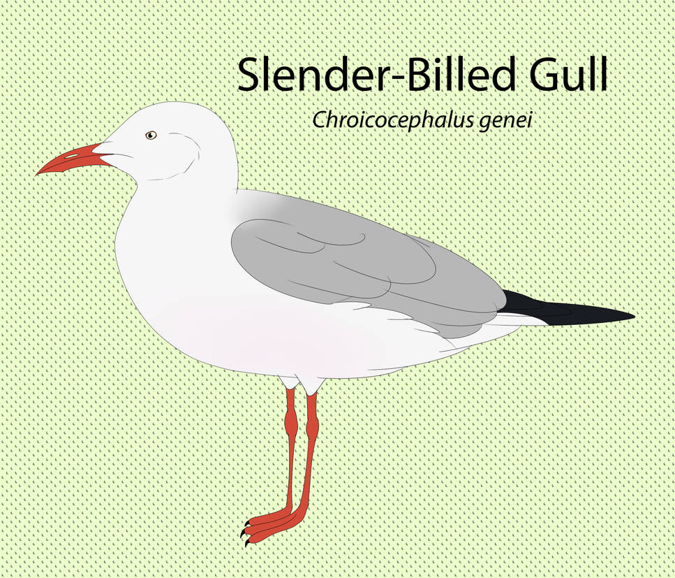 Slender Billed Gull Chart by seagaull