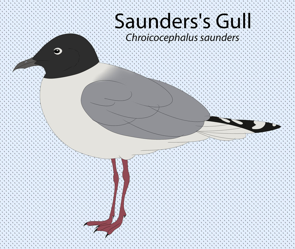 Saunders's Gull by seagaull