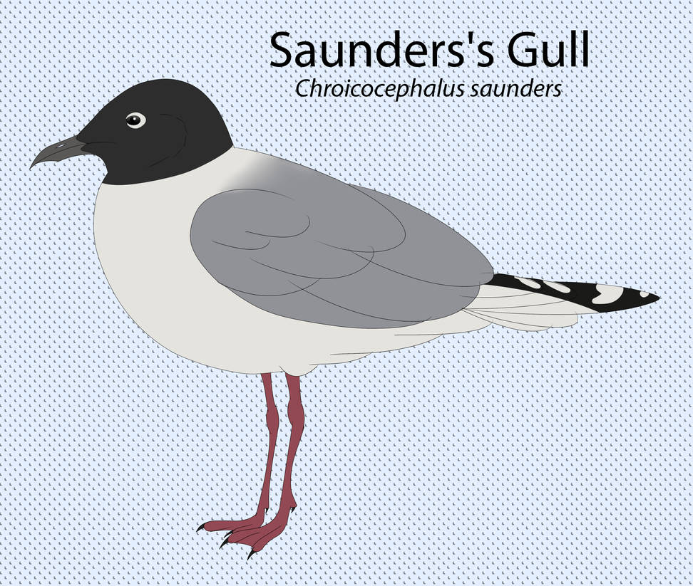 Saunders's Gull by seagaull