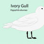 Ivory Gull Chart