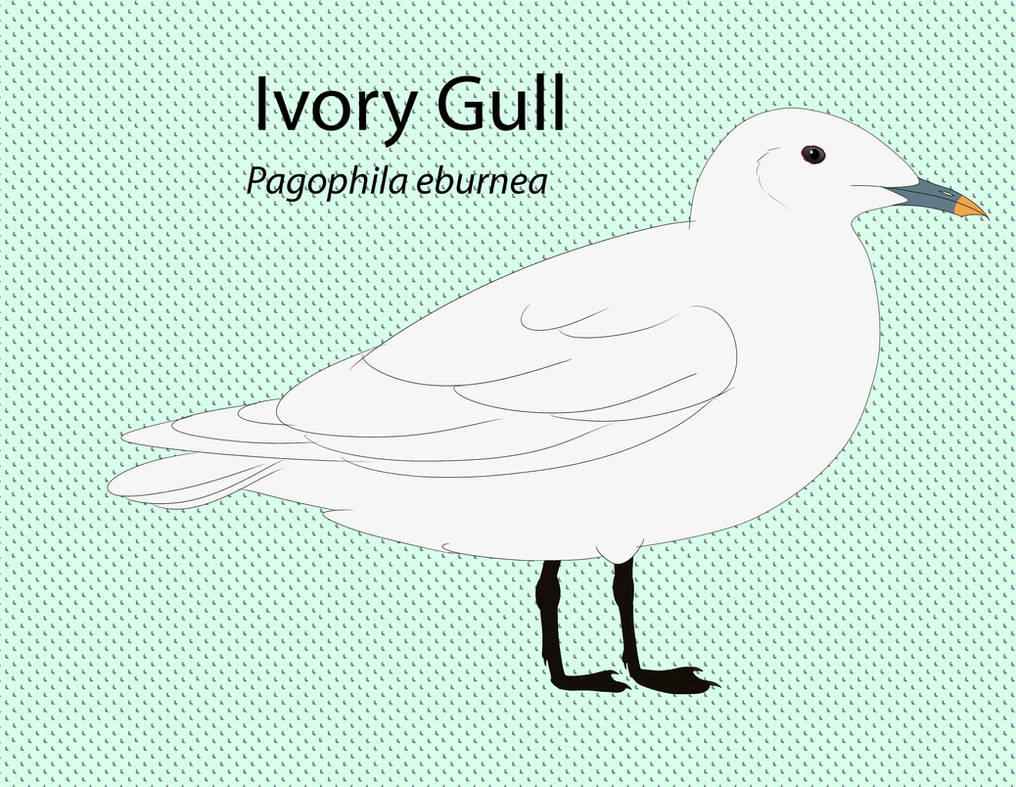 Ivory Gull Chart by seagaull