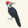 Woodpecker: Day 17