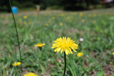 Tolt Dandelion