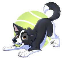 Border Collie Tennis Ball