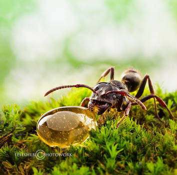 Little Life for Little Ant by felixheru