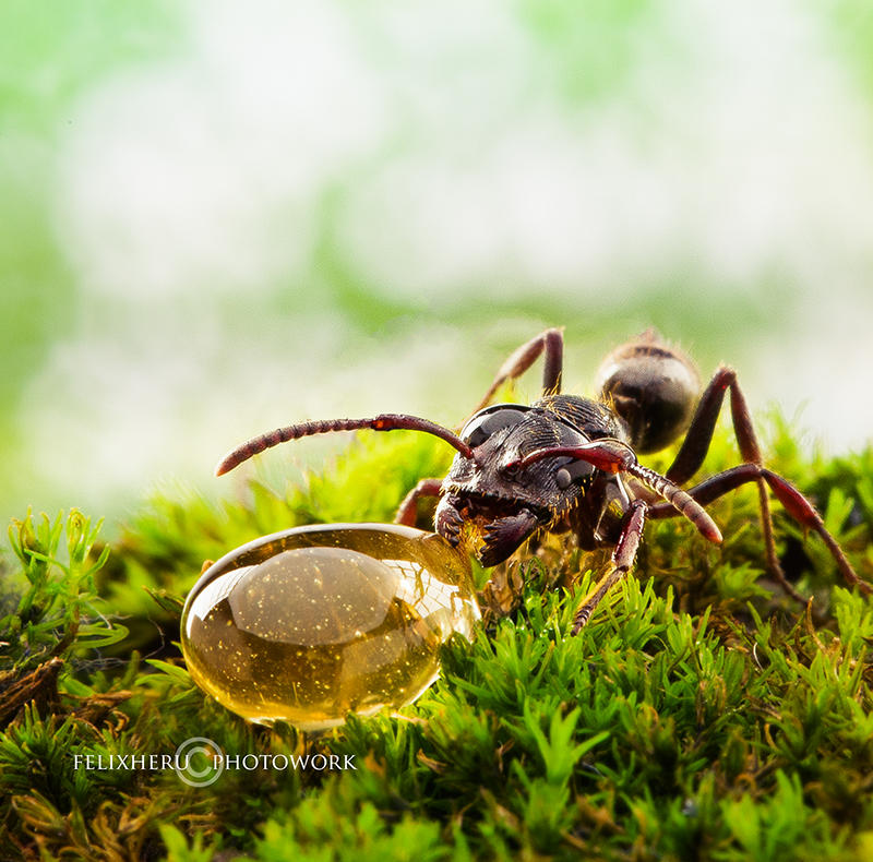 Little Life for Little Ant by felixheru