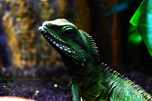 Curious Chinese Water Dragon