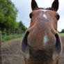 Inquisitive Horse