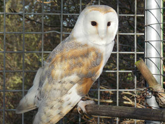 Content Barn Owl