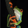 Red Eyed Tree Frog 2