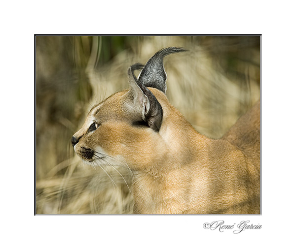 Caracal