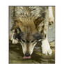 Mexican Grey Wolf