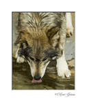 Mexican Grey Wolf by elshorty