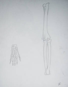 Skeleton - Arm and Hand