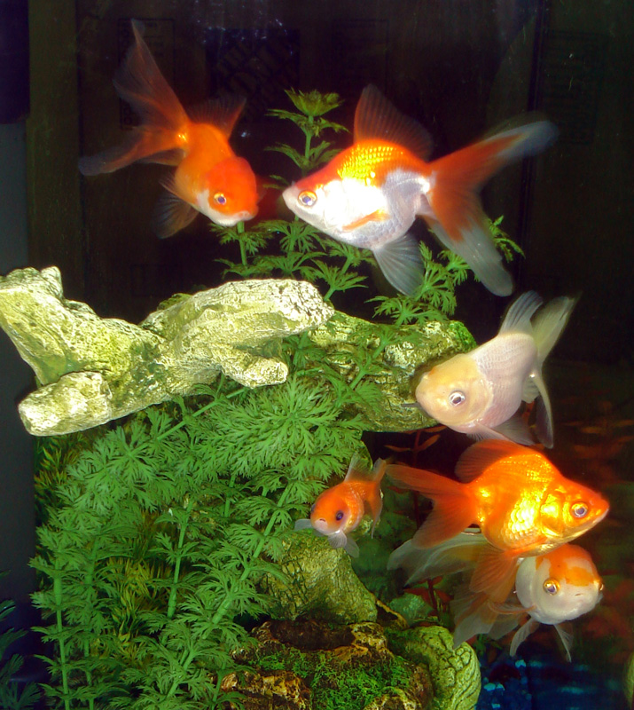 Goldfish Group Shot