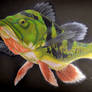 Argus Peacock Bass Memorial Portrait