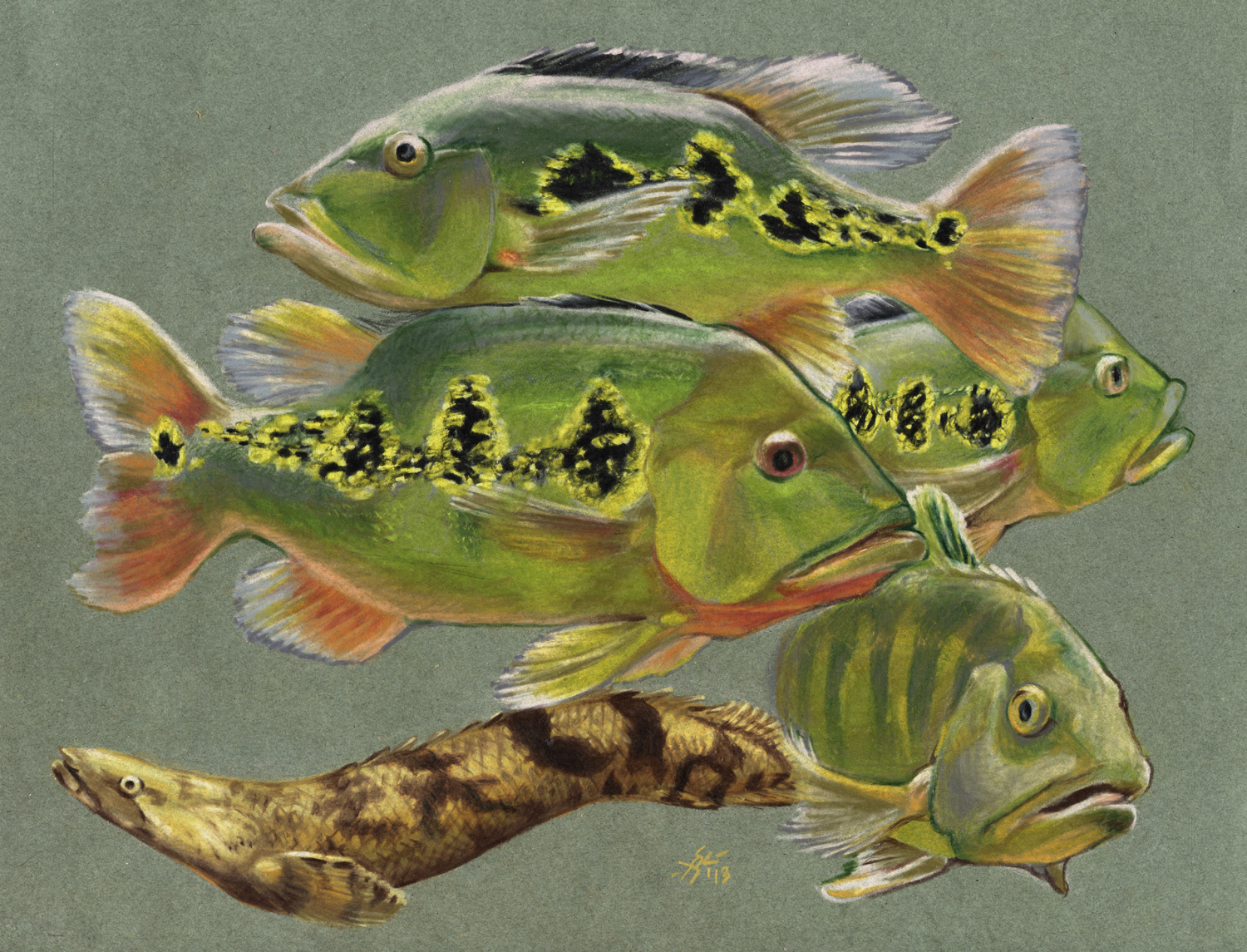 Peacock Bass And Bichir By Heatherbeast On Deviantart Peacock Bass And Bichir By Heatherbeast On Deviantart