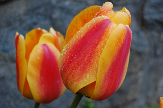 Firey Tulips