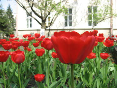 Red tulips