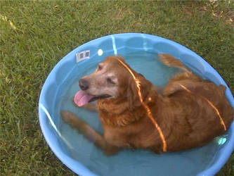 Maggie in the pool.