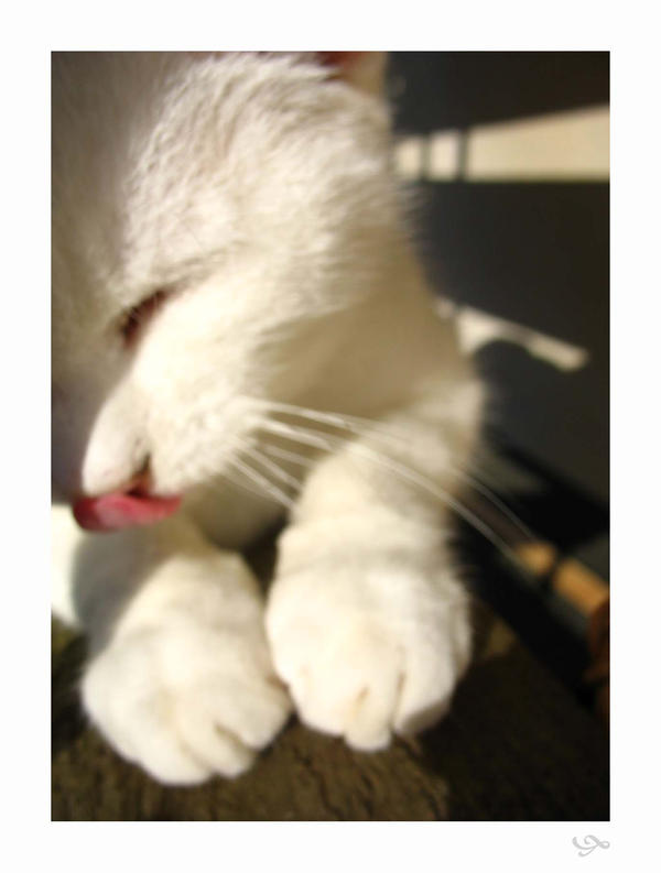 Chat Minou 1 By Monster Seed On Deviantart Chat Minou 1 By Monster Seed On Deviantart