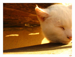Sunny Cat