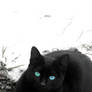 Black cat in the snow