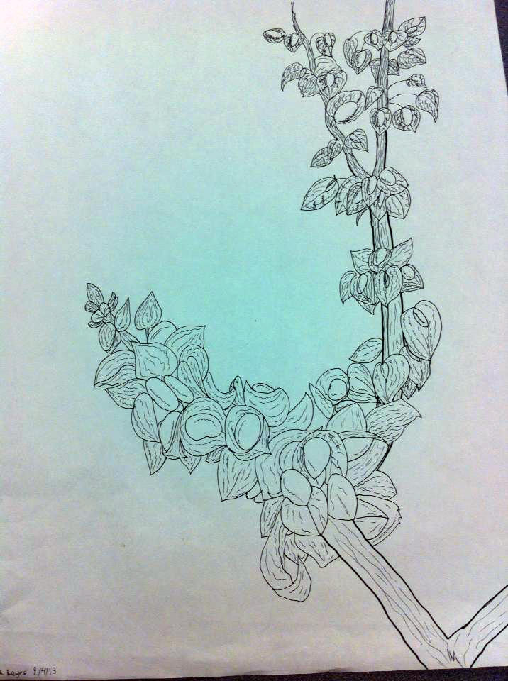 Complex contour drawing by CelticMelodyRaven on DeviantArt