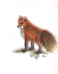 Fox