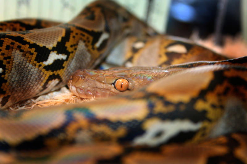 Reticulated Python by Faustus1 on DeviantArt