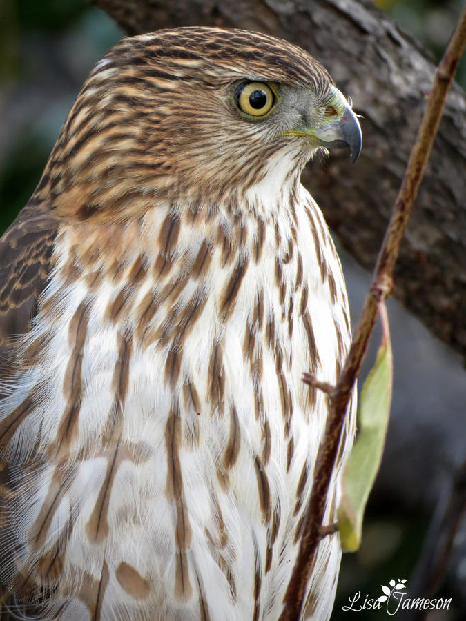 Cooper Hawk Close Up by Pepstar