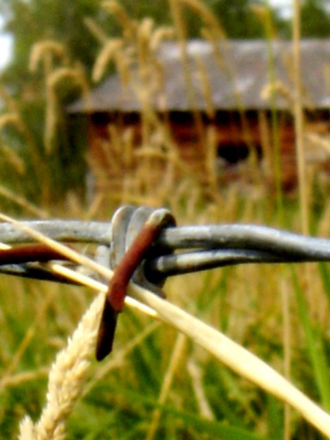 barbed wire