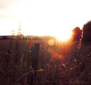 'Autumn Sun'