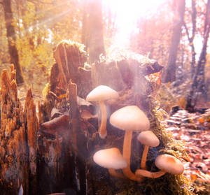 Where fairy's live...